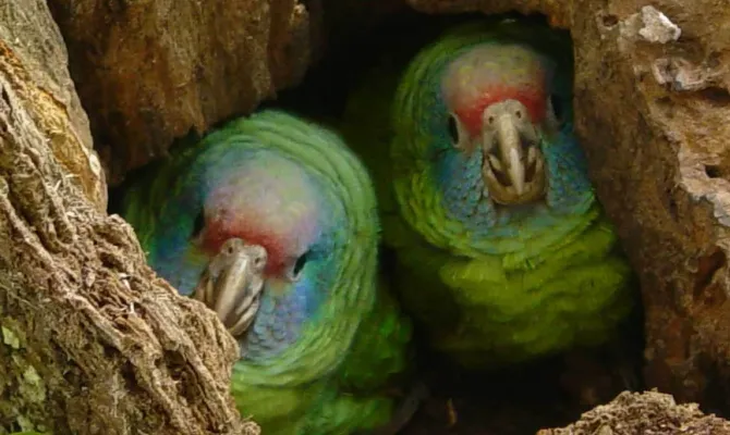Censo populacional do Papagaio-de-cara-roxa no coração da Grande Reserva Mata Atlântica